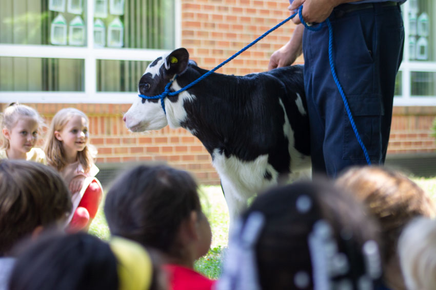 Elementary students and calf