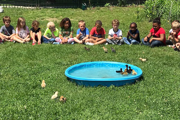 Group of students watching chicks and ducklings swimming in a baby pool